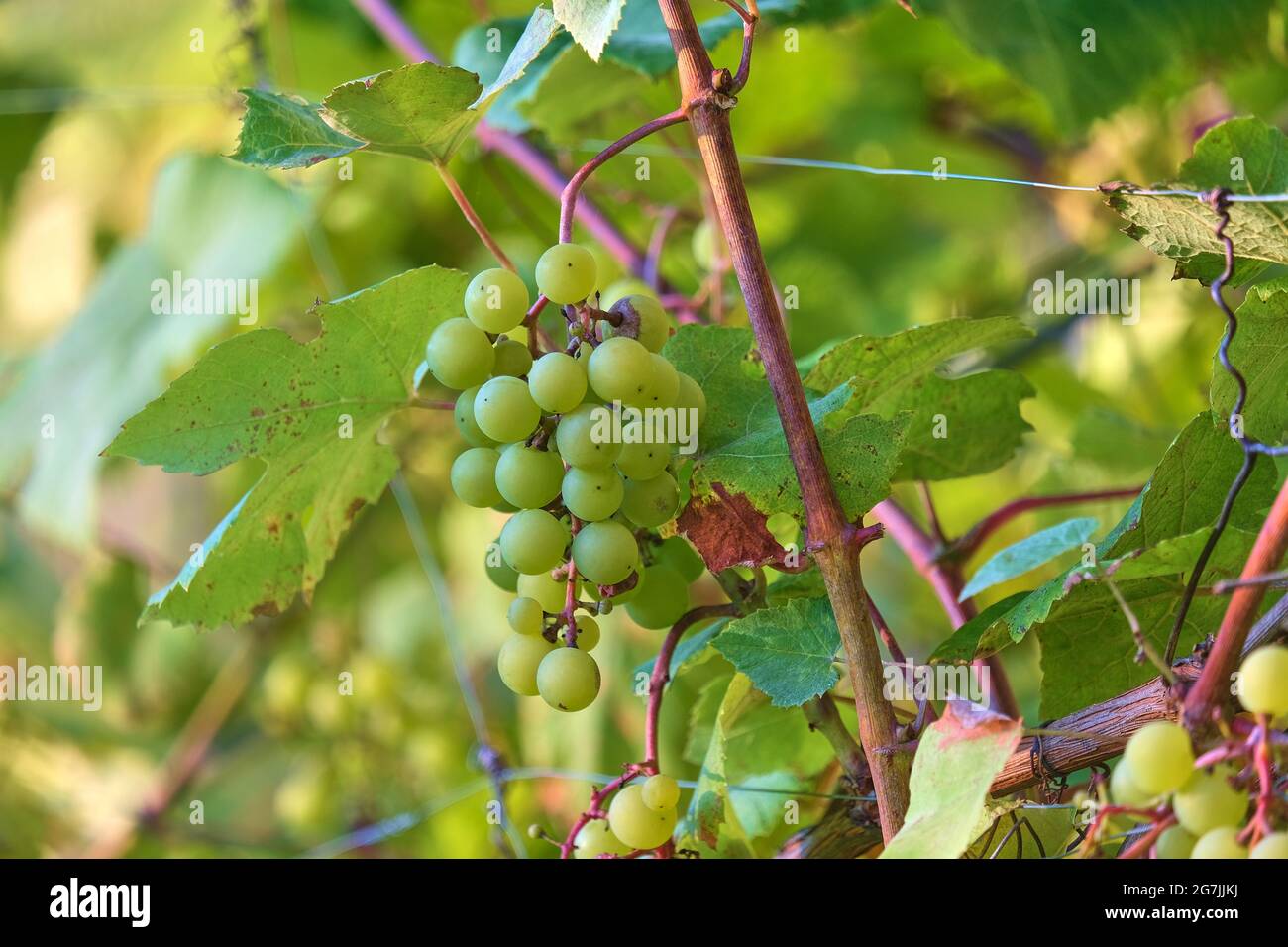árbol frutal de uva fotografías e imágenes de alta resolución Alamy