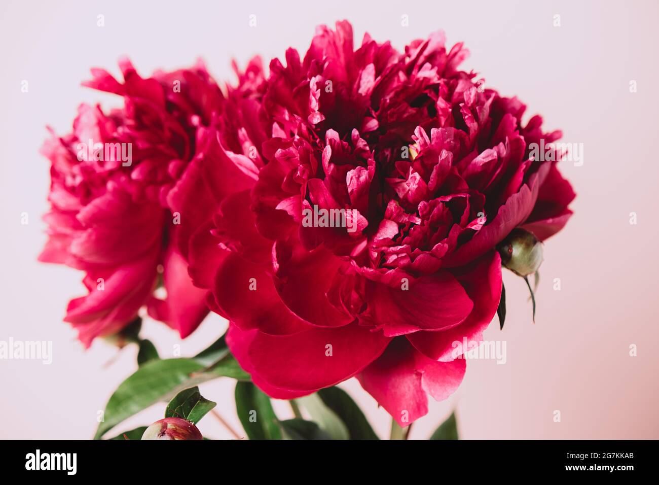 Flores de color rojo borgoña flor de peony de cerca en un color rosa pastel  de fondo copiar espacio Fotografía de stock - Alamy