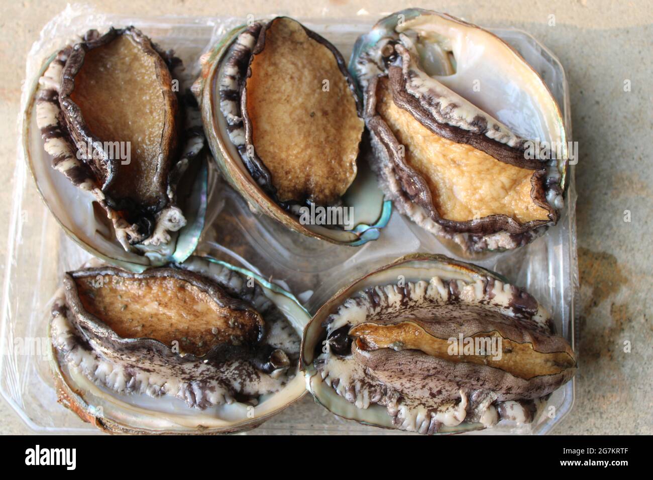 Abulones vivos fotografías e imágenes de alta resolución Alamy