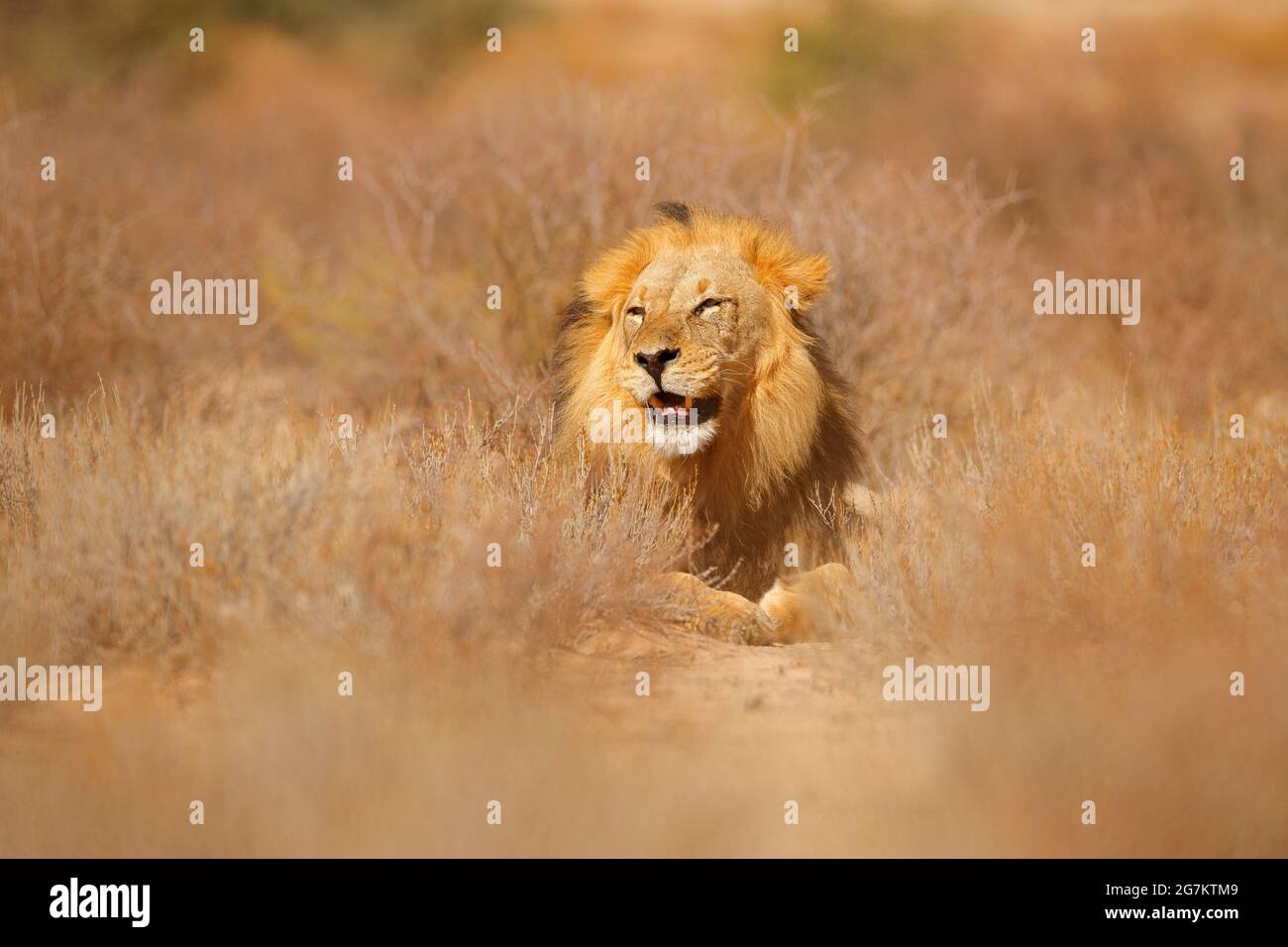 León africano. Kgalagadi león de mane negro. Animal de peligro africano, Panthera leo, detalle de grande, Botswana, África. Gatos en hábitat natural. Gato salvaje en el Foto de stock