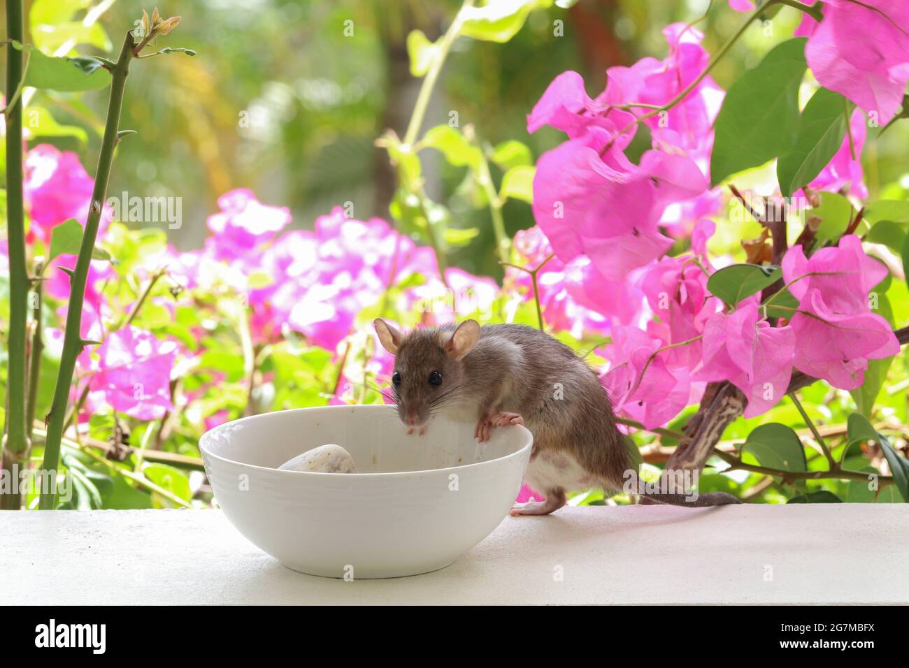 Rata comiendo semillas del plato al aire libre. Alimentador de la casa del patio Foto de stock