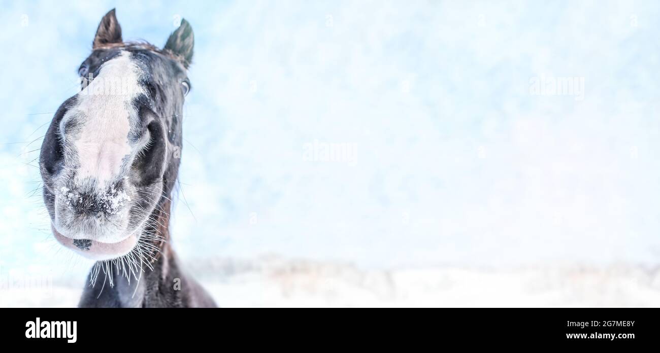 Primer plano de una fosa nasal de caballo frente a un paisaje invernal; pantalla ancha con espacio de texto Foto de stock