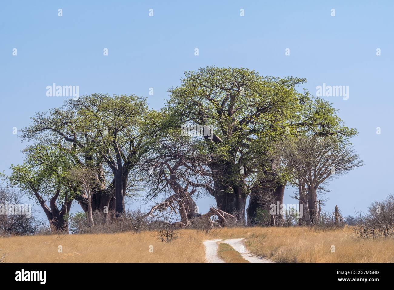 Viejos árboles de baobab a lo largo de Nxai Pan, Botswana Foto de stock
