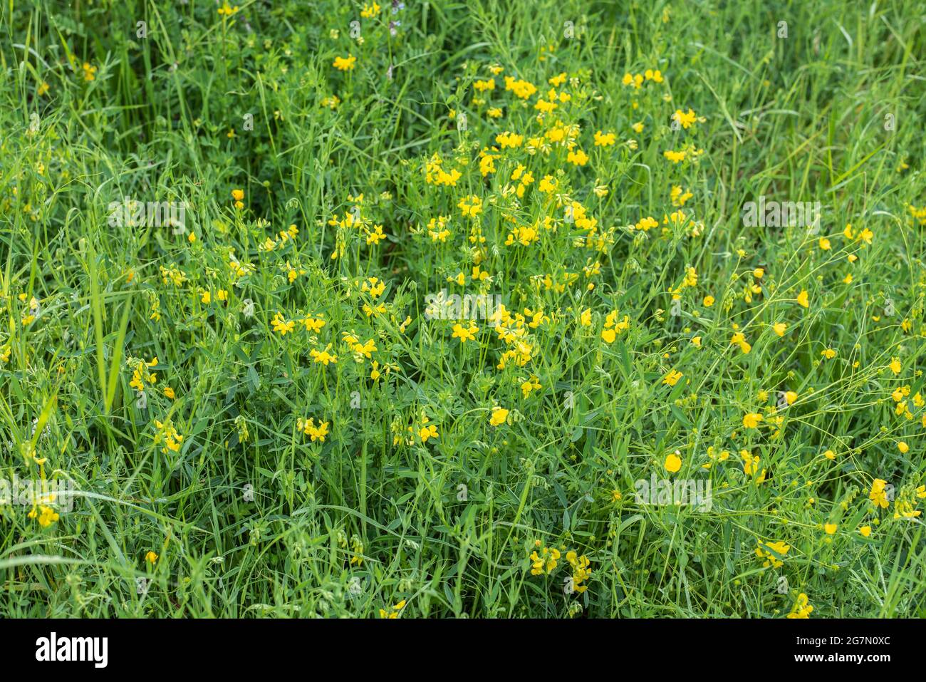 un prado no cultivado con pájaros-pie de hoja de árbol con pequeñas flores amarillas Foto de stock