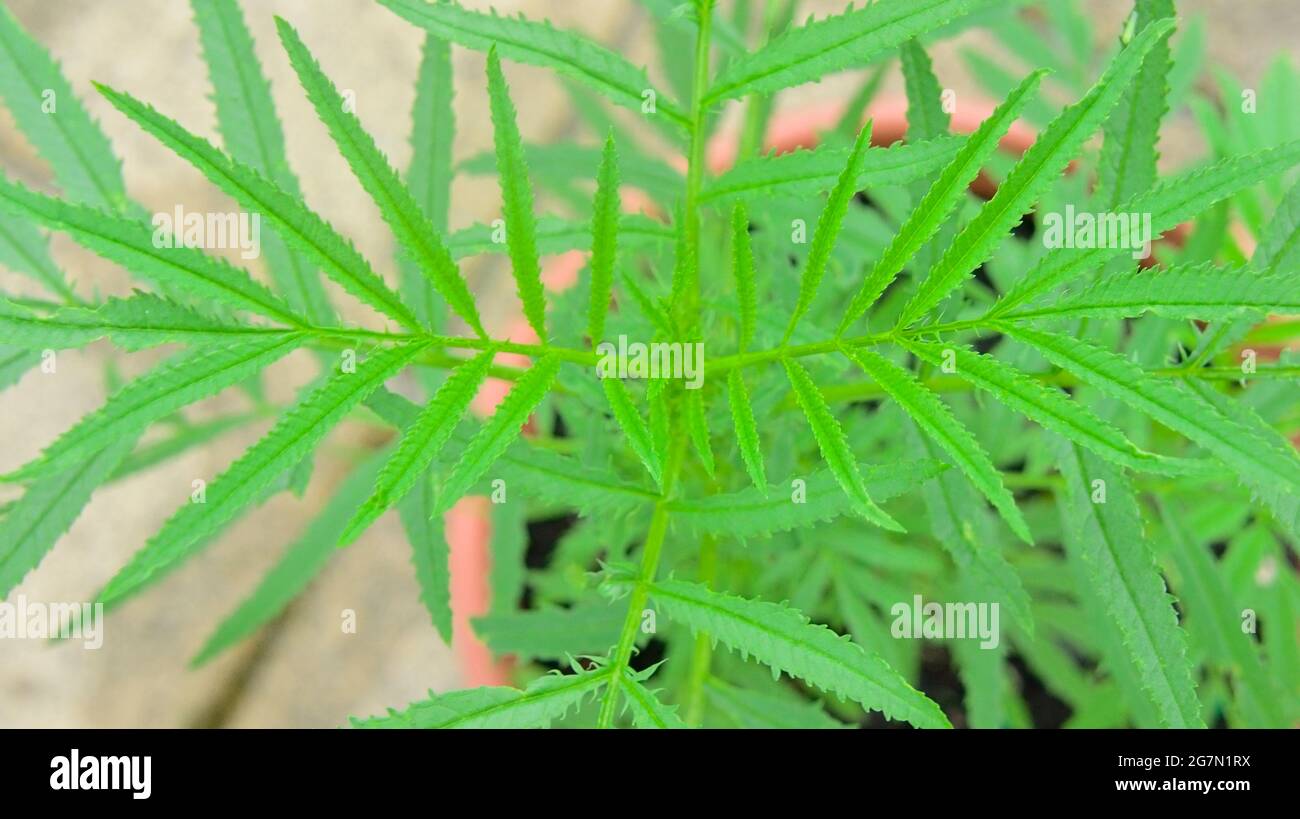 Primer plano de Huacatay (Tagetes minuta), también conocido como Minkt Negro Peruano, creciendo en un contenedor. También se considera un buen sustituto del cilantro Foto de stock