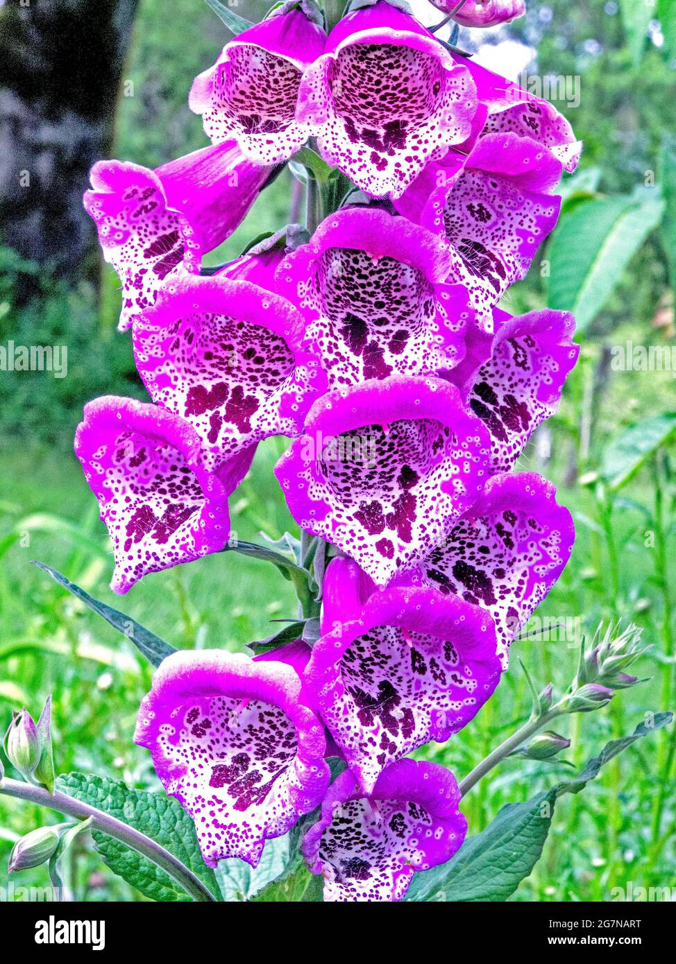 Hermosas conchas púrpura - ramo púrpura brillante de flores de Foxglove moteadas (Digitalis purpurea). Foto de stock