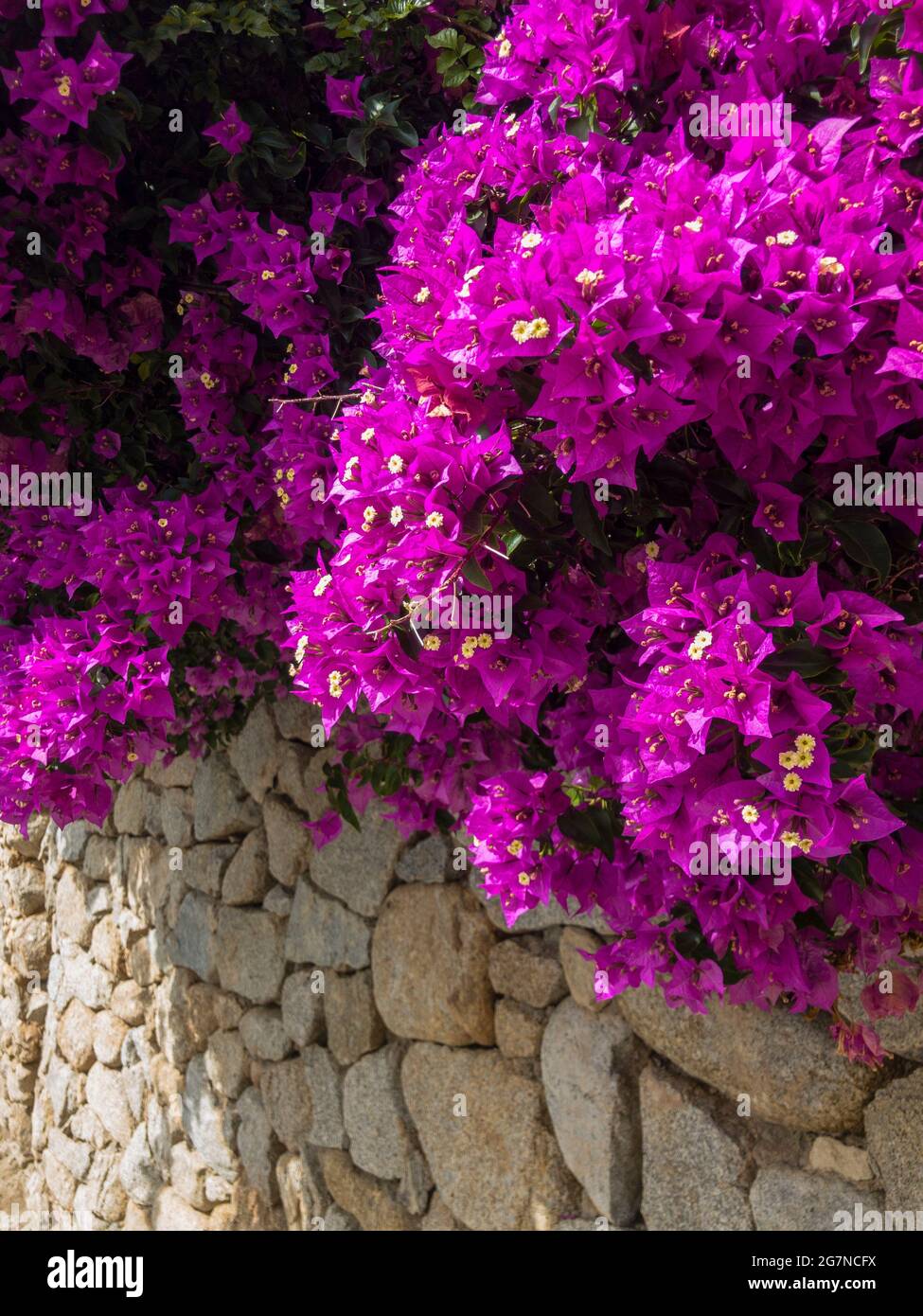 Decoración flores secas paredes - Las Flores de Rita