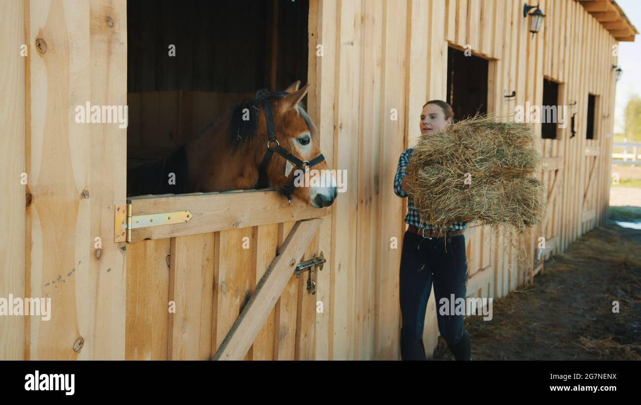 Mujer propietaria de caballos llevando un manojo de heno para su caballo.  Un caballo de color marrón oscuro sacando su cabeza de la ventana del  establo en el establo de caballos. Una