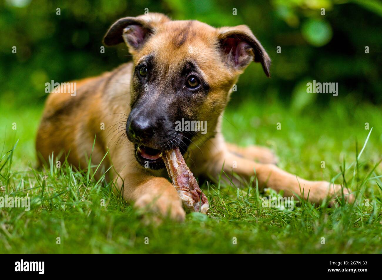 Cachorro de Malinoir Foto de stock