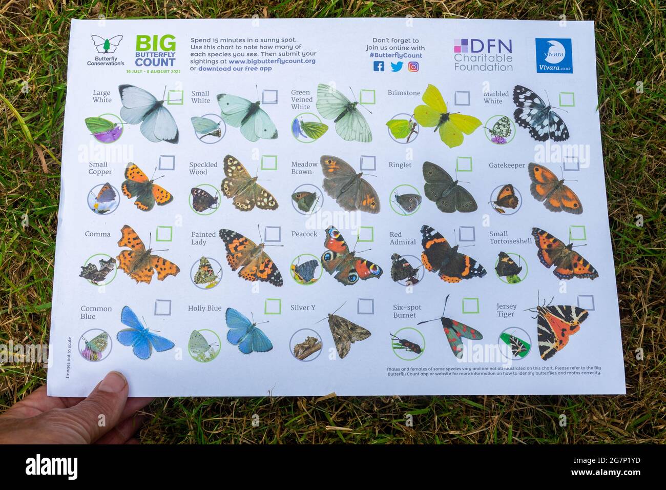 Carta de Big Butterfly Count para la identificación de mariposas de jardín, julio de 2021, dirigida por Butterfly Conservation, Reino Unido Foto de stock