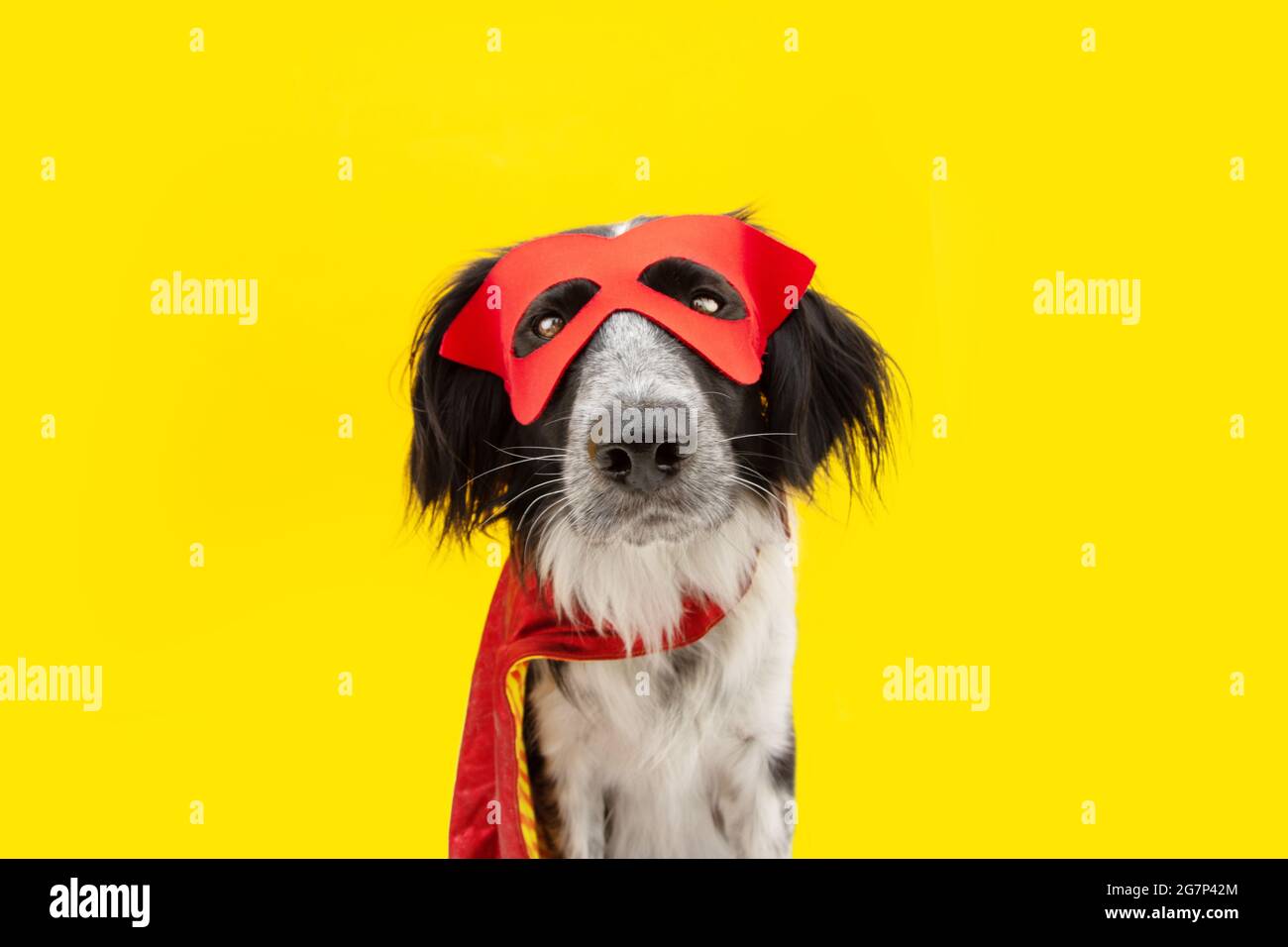 humedad Posada Repeler Perro carnaval o halloween vestido como un héroe con capa roja y máscara.  Aislado sobre fondo amarillo Fotografía de stock - Alamy