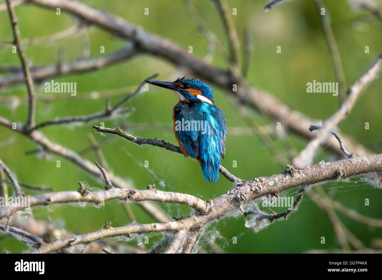 Ave Kingfisher en el delta del Danubio, Rumania Foto de stock