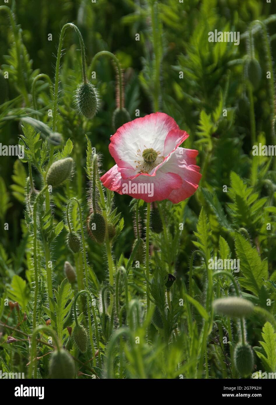 Shirley amapola en el despertar Pictorial Meadow.Shirley Poppies no son en realidad una especie distinta, sino más bien una cepa, o aún más correctamente, multo Foto de stock