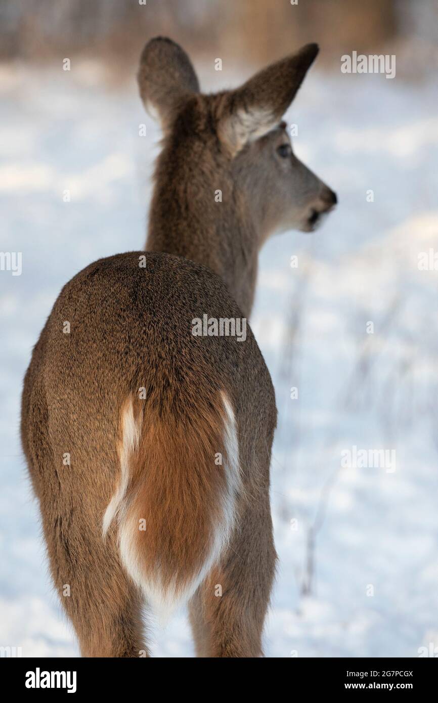 Cola de ciervo cola blanca (Odocoileus virginianus) Foto de stock