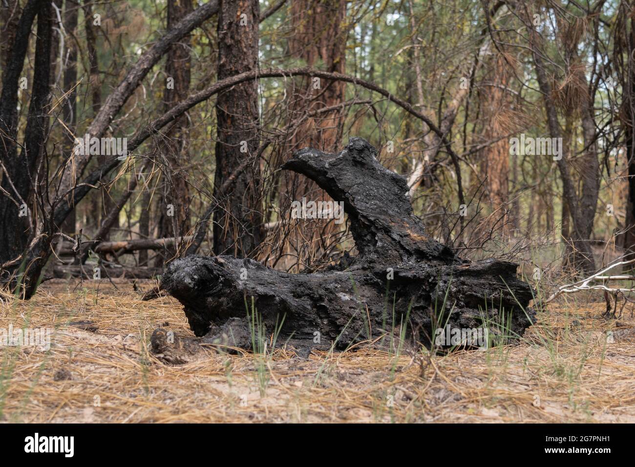 Los restos carbonizados de un árbol quemado en el Bosque Nacional Fremont-Winema. Foto de stock