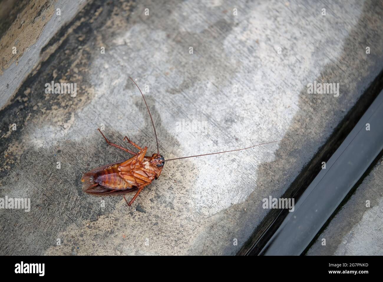 Cucaracha De Agua Fotos e Imágenes de stock Alamy