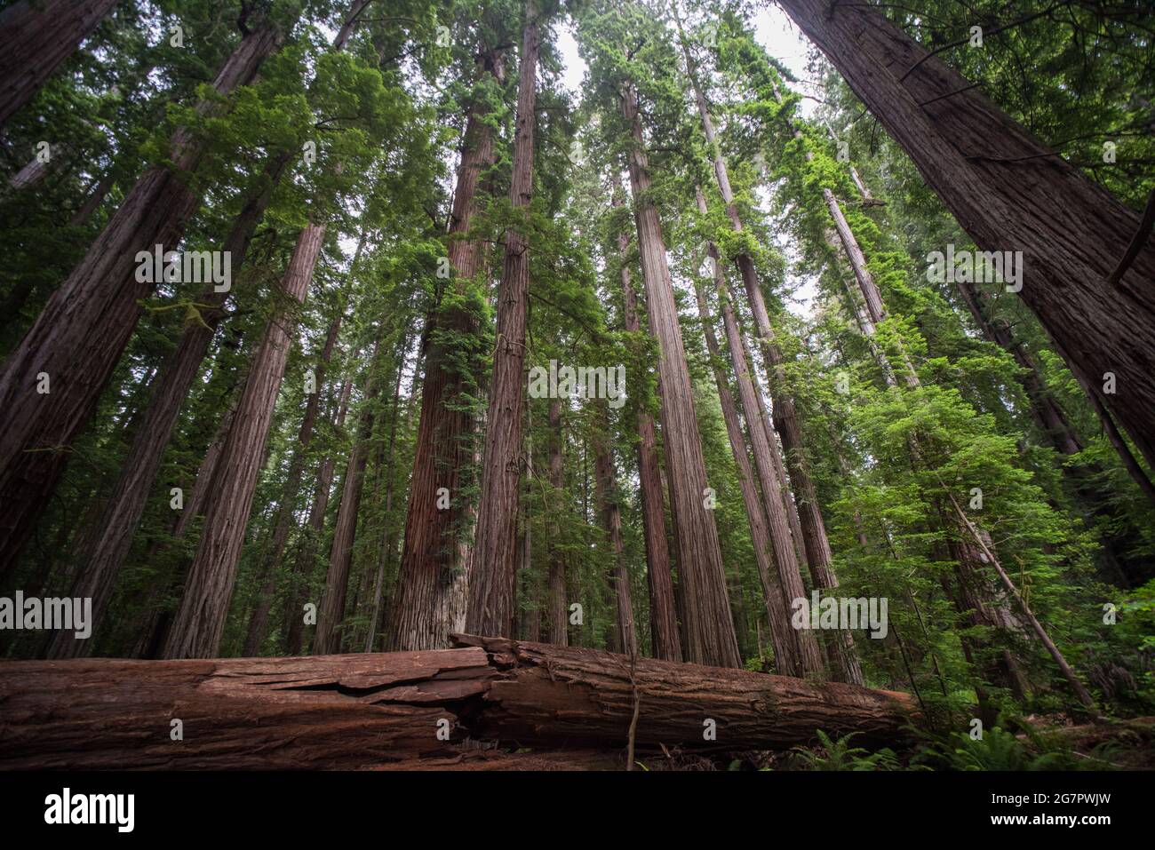 Bosque de secoyas en peligro de extinción (Sequoia sempervirens) en el parque estatal de secoyas Jedediah Smith en el norte de California, Estados Unidos. Foto de stock