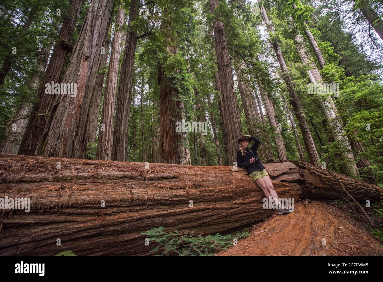 Una caminadora femenina apoyada contra un tronco de secoya caído (Sequoia sempervirens) en el parque estatal de secoyas Jedediah smith en el norte de California, Estados Unidos. Foto de stock