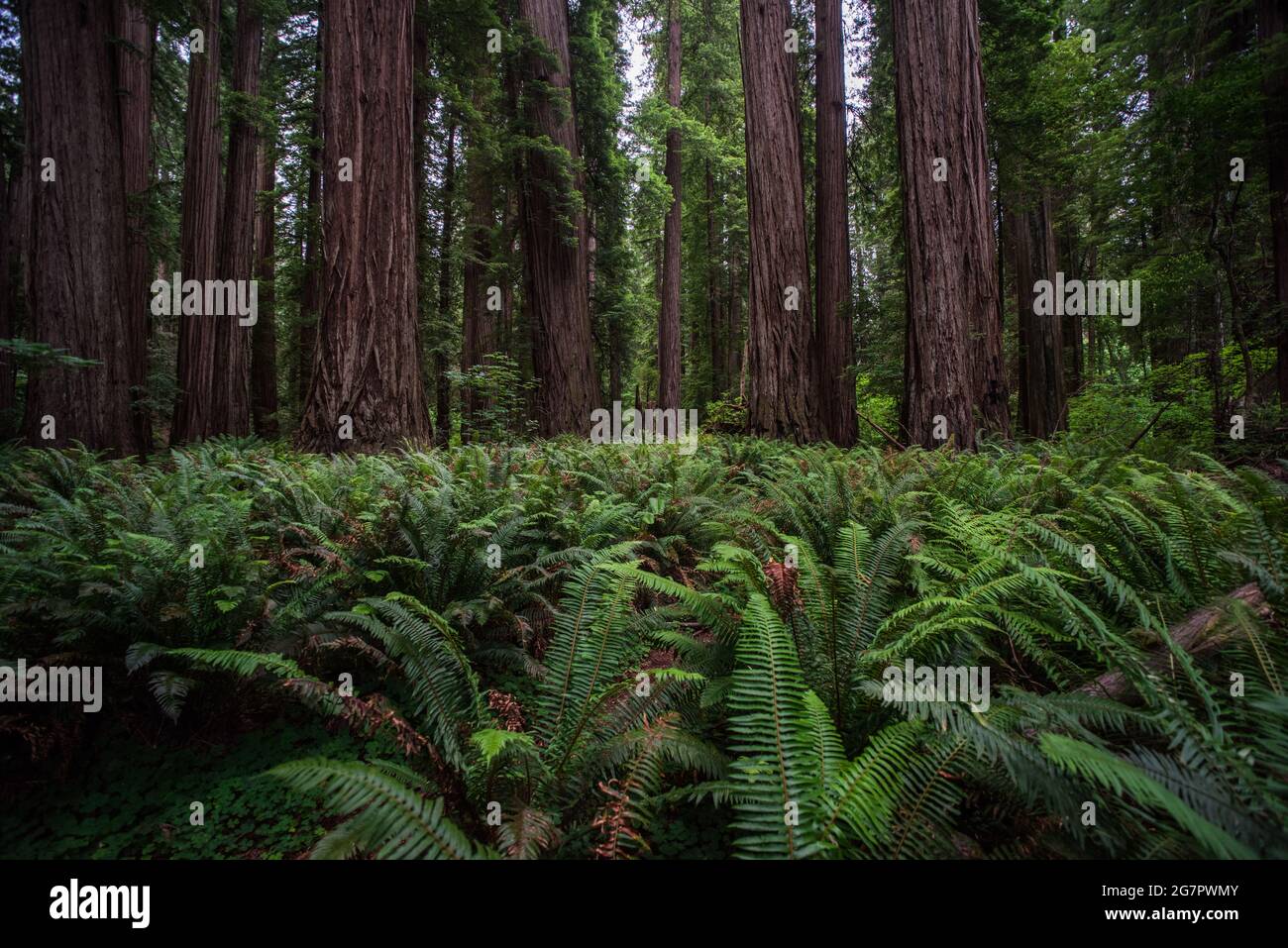 Exuberantes helechos y altos secoyas (Sequoia sempervirens) en el Parque Estatal Jedediah Smith Redwoods en el norte de California, Estados Unidos. Foto de stock