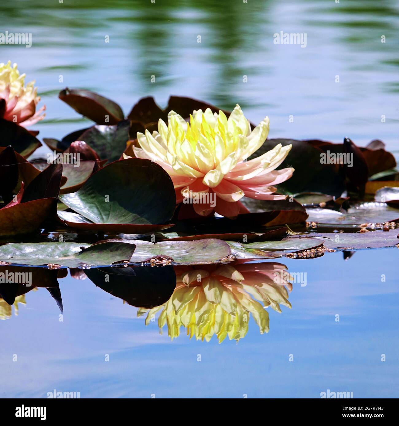 La hermosa flor de loto rosa o el agua lily reflejo con el agua en el estanque. El reflejo del loto rosa con el agua Fotografía de stock - Alamy La hermosa flor de loto rosa o el agua lily reflejo con el agua en el estanque. El reflejo del loto rosa con el agua Fotografía de stock - Alamy