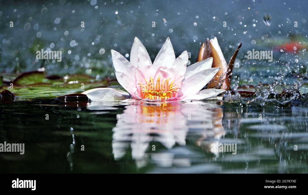 Concepto de pétalos de flor de loto a prueba de agua: La hermosa flor de loto blanco o reflejo de lirio de agua con el agua en el estanque. El reflejo de Concepto de pétalos de flor de loto a prueba de agua: La hermosa flor de loto blanco o reflejo de lirio de agua con el agua en el estanque. El reflejo de