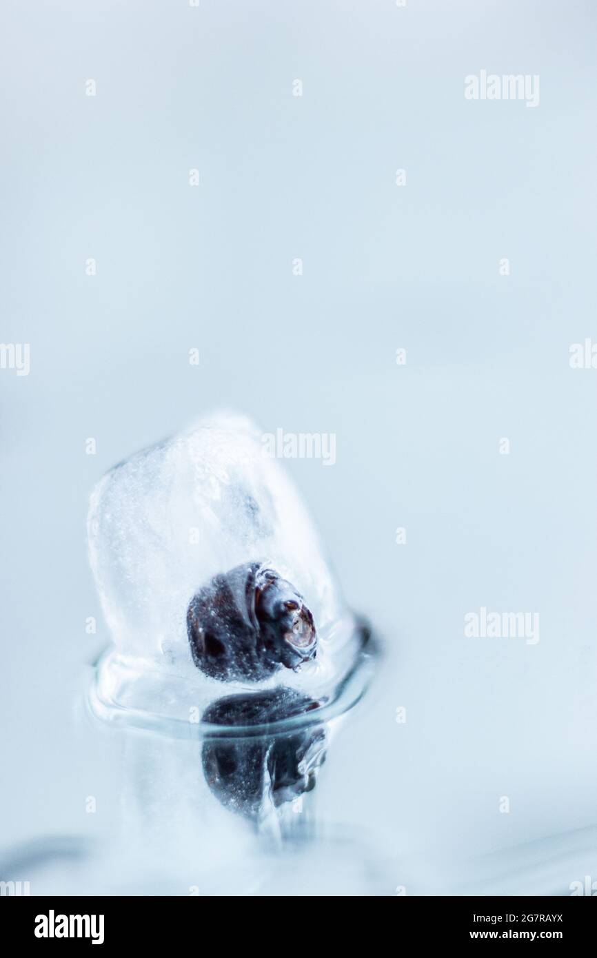 Primer plano de arándanos congelados en cubitos de hielo; cubitos de hielo de fusión con reflexión; sabor saludable del agua; vida fija creativa Foto de stock