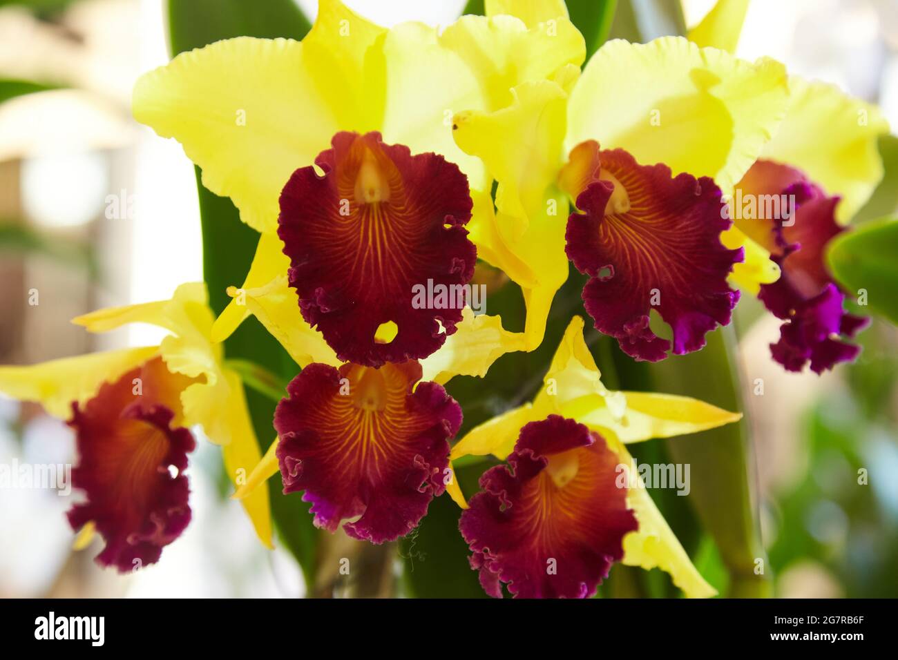Orquídeas Oncidium, orquídeas damas danzantes, flores de orquídeas, Siam  Paragon, centro comercial, Pathum Wan, Bangkok, Tailandia, Asia Fotografía  de stock - Alamy