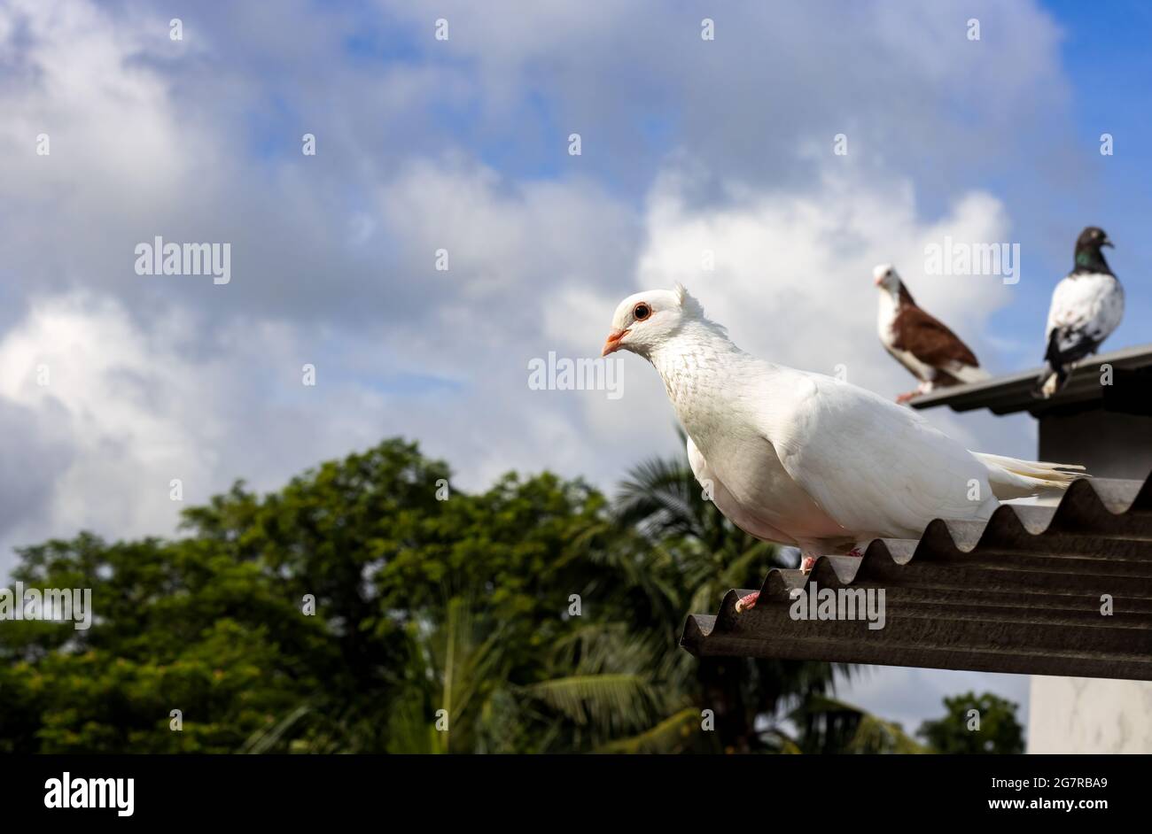 Una paloma blanca con curiosas miradas de pie en un techo de estaño cerca Foto de stock