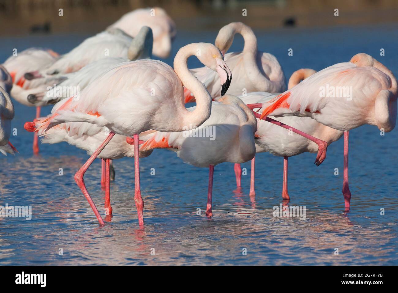 Mayor Flamingos Phoenicopterus roseus, Vendicari, Sicilia Foto de stock