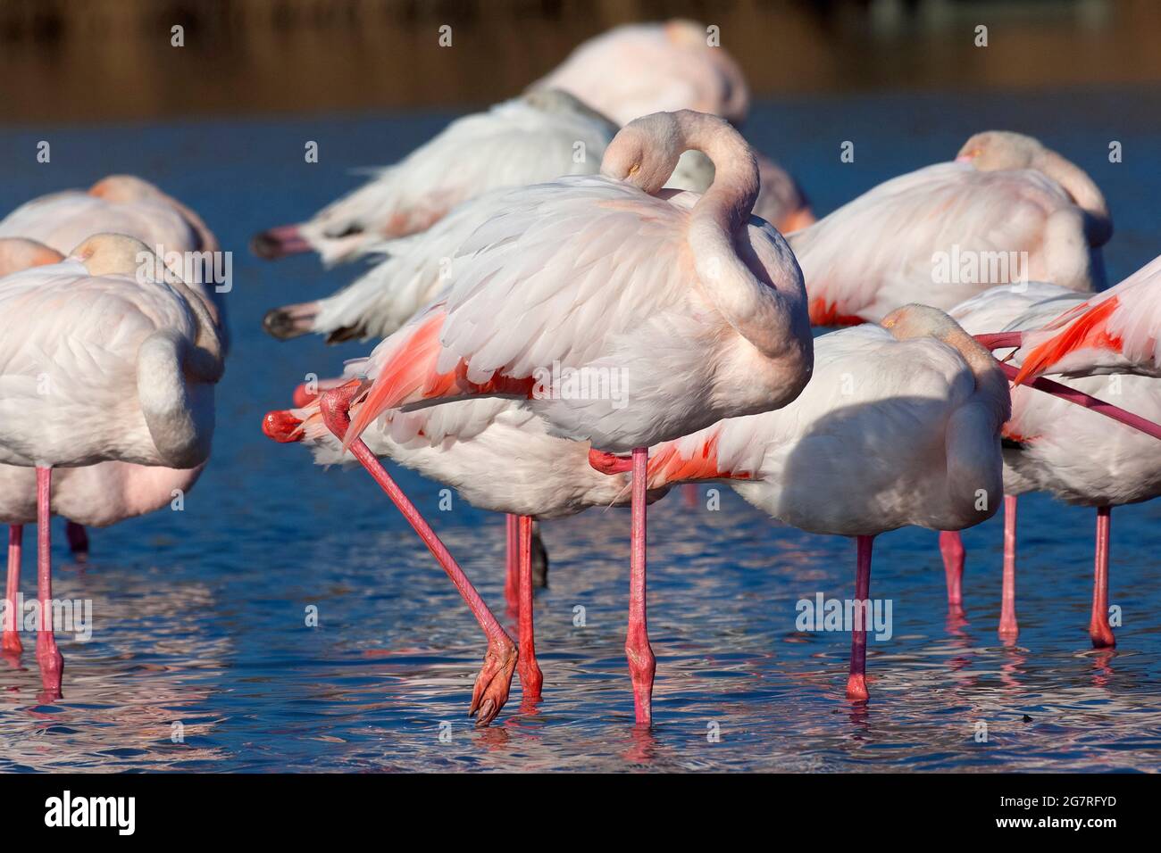 Mayor Flamingos Phoenicopterus roseus, Vendicari, Sicilia Foto de stock
