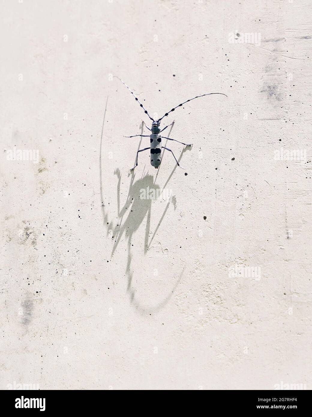 Escarabajo del longicornio de Rosalia lanzando una sombra del monstruo con sus antenas impresionantes del insecto Foto de stock