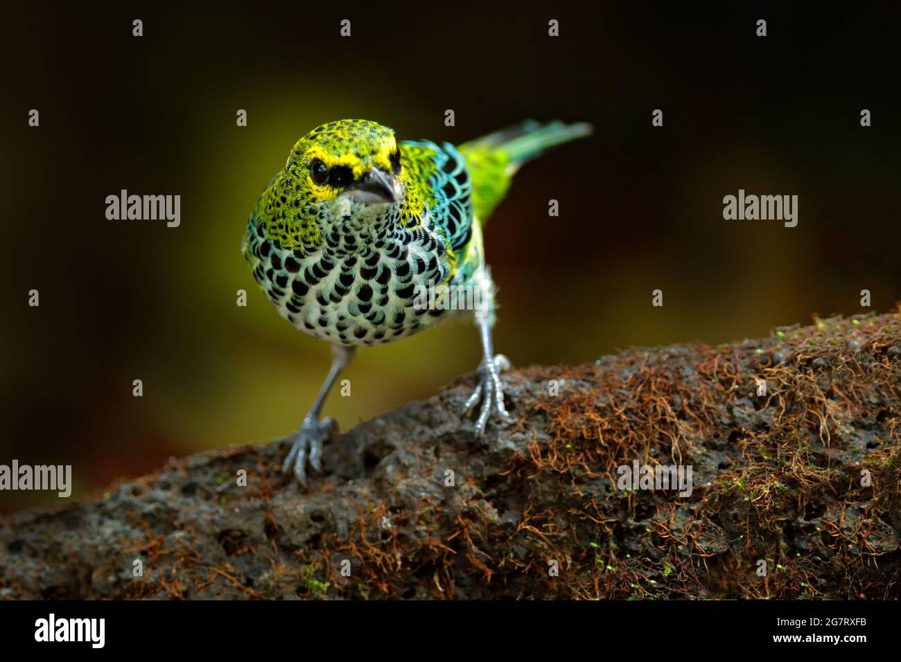 Tanager de Costa Rica. Tanager moteado, Tangara guttata, sentado en la piedra marrón. Aves tropicales en el hábitat natural. Vida silvestre en Costa Rica. Y Foto de stock