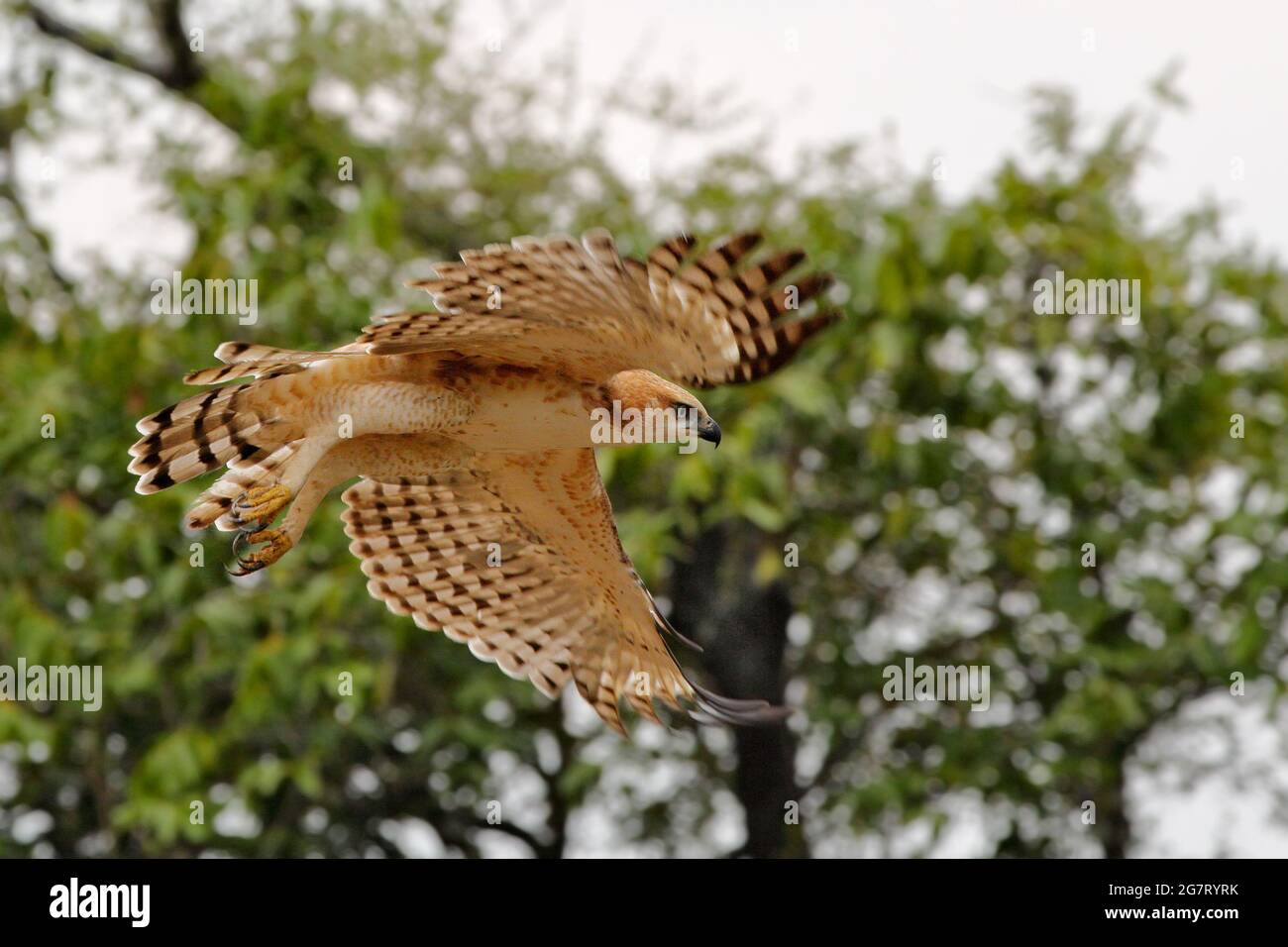 águila halcón adornada fotografías e imágenes de alta resolución - Página 2  - Alamy