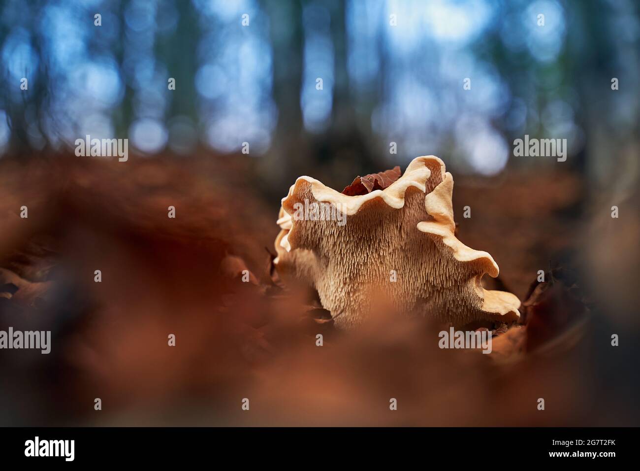 Setas de tapa de leche o lactifluus vellereus en un bosque de otoño Foto de stock