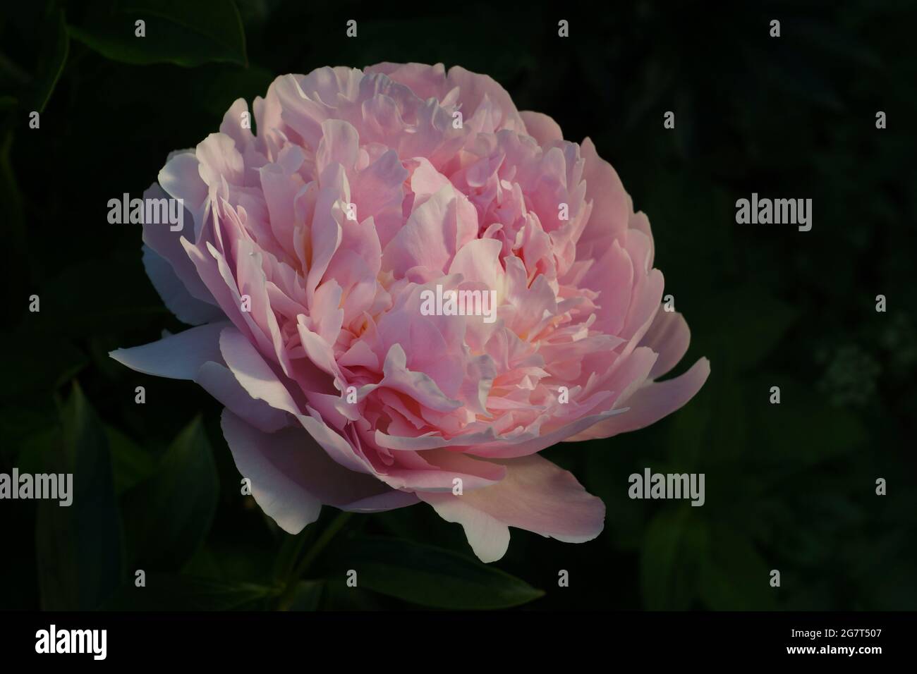 Paeonia Pillow Talk. Flor de peonías rosa doble. Paeonia lactiflora (peonía  china o peonía común de jardín Fotografía de stock - Alamy