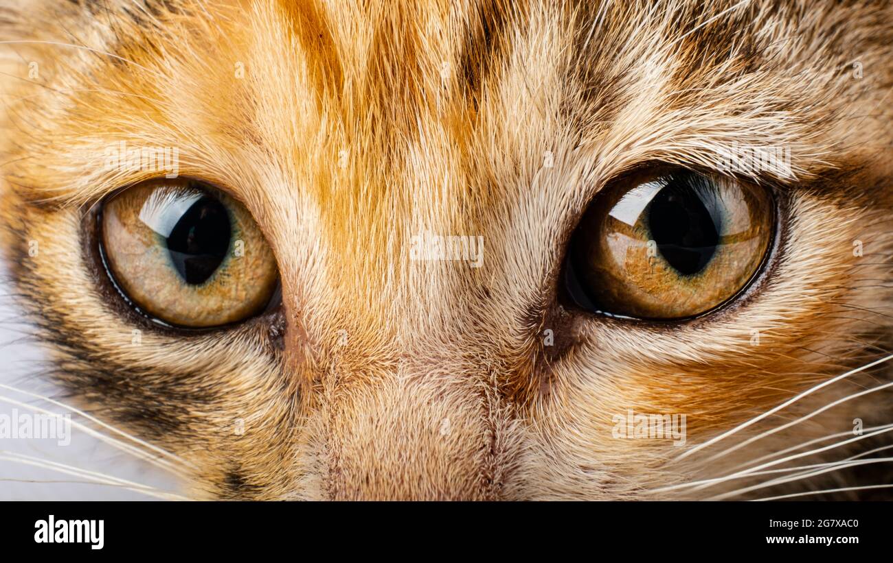 ojos de gato en primer plano, mirada de gato mascota Fotografía de stock -  Alamy