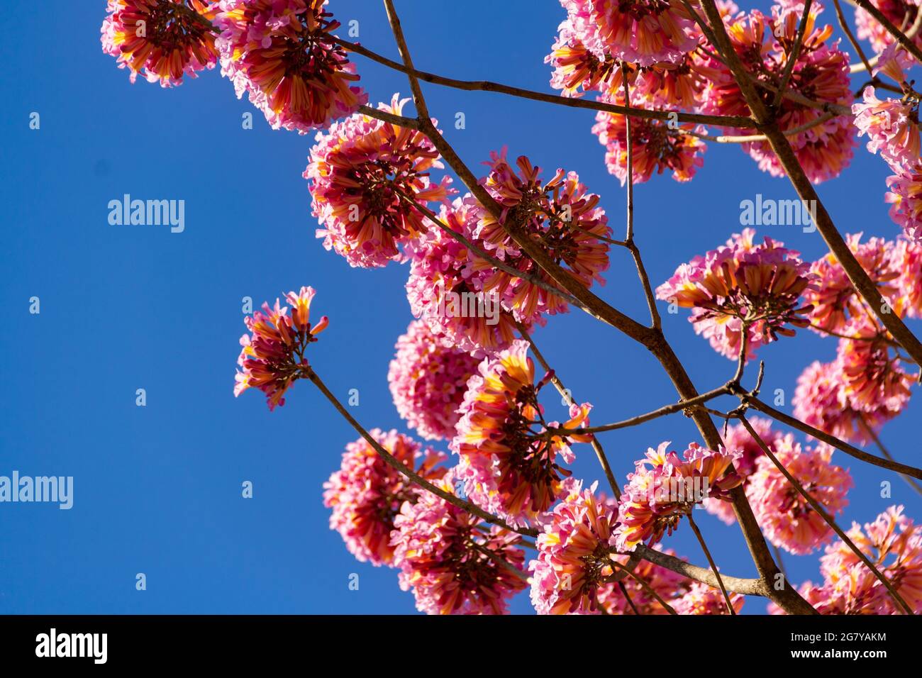 Una rama florida con flores rosadas y cielo azul en el fondo. IPÊ rosa, un  árbol típico brasileño. Handroanthus heptofillo Fotografía de stock - Alamy