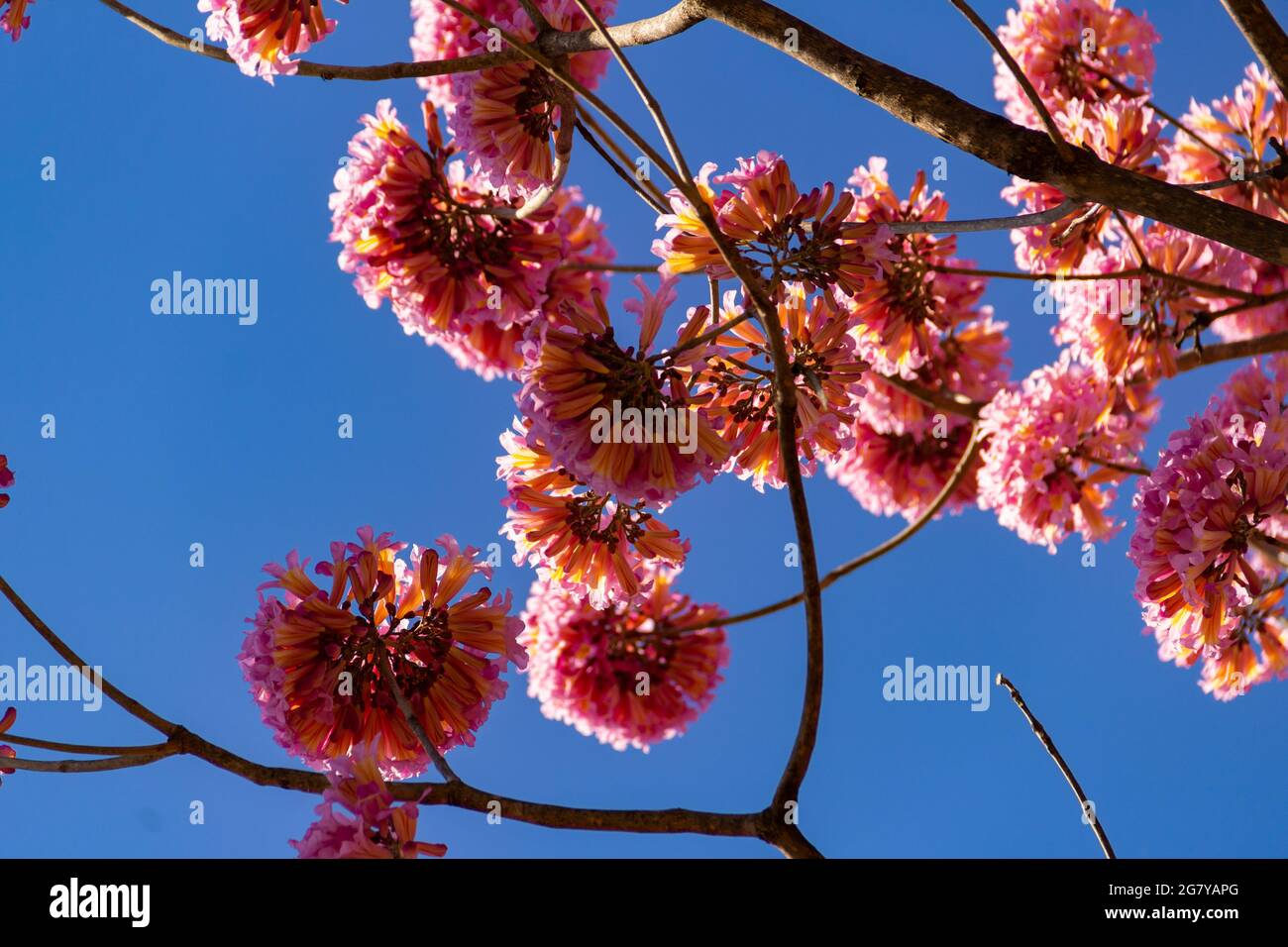 Una rama florida con flores rosadas y cielo azul en el fondo. IPÊ rosa, un  árbol típico brasileño. Handroanthus heptofillo Fotografía de stock - Alamy