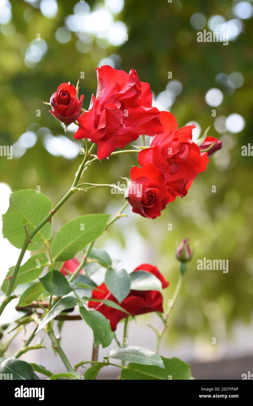 Un montón de hermosas rosas rojas en un jardín rodeado de plantas naturales  y flores con un impresionante fondo verde bokeh Fotografía de stock - Alamy