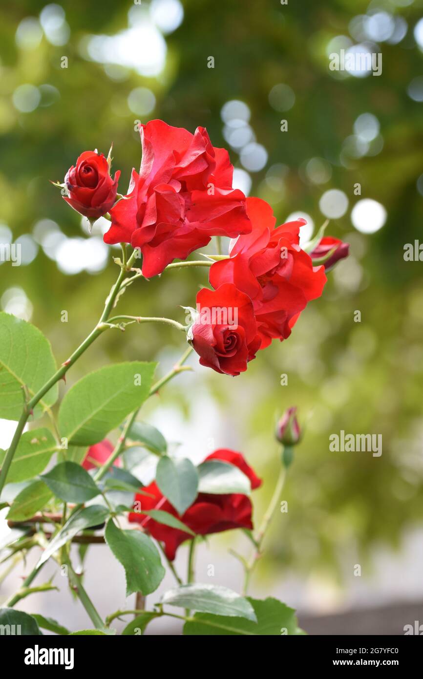 Un montón de hermosas rosas rojas en un jardín rodeado de plantas naturales y flores con un impresionante fondo verde bokeh Fotografía de stock - Alamy Un montón de hermosas rosas rojas en un jardín rodeado de plantas naturales y flores con un impresionante fondo verde bokeh Fotografía de stock - Alamy