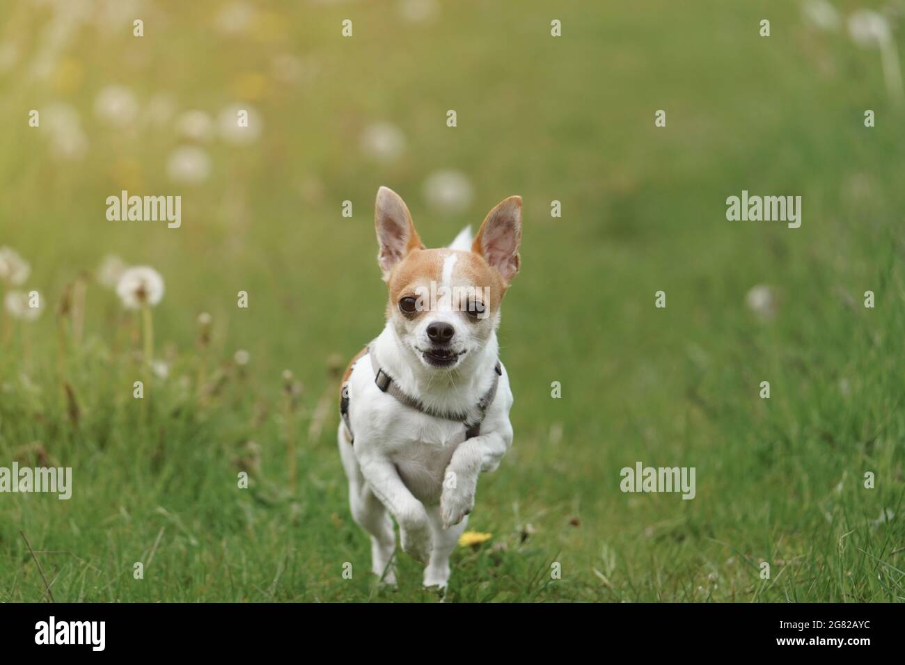 Lindo Chihuahua corriendo entre flores silvestres en un campo Fotografía de  stock - Alamy