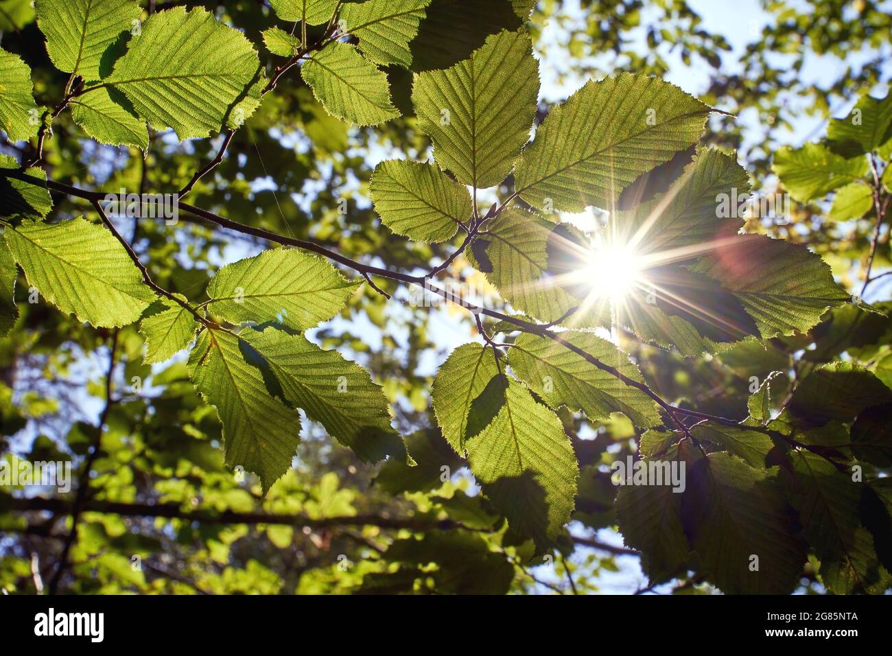 Las vigas de luz solar atraviesan el verde follaje de los árboles de haya en el bosque virgen de las montañas Cárpatos Foto de stock