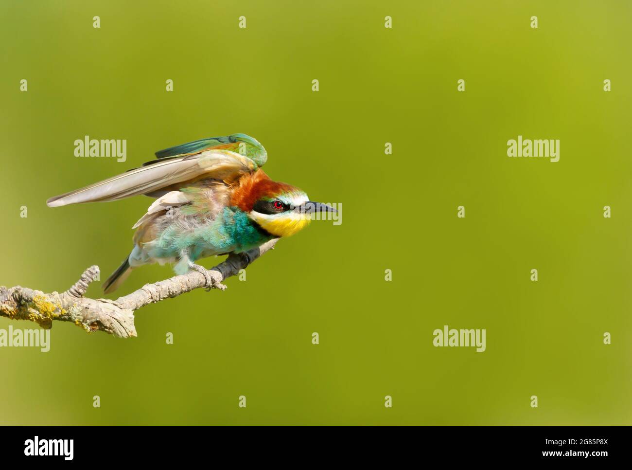 Retrato de un Bee-eater encaramado en verano, Bulgaria. Foto de stock