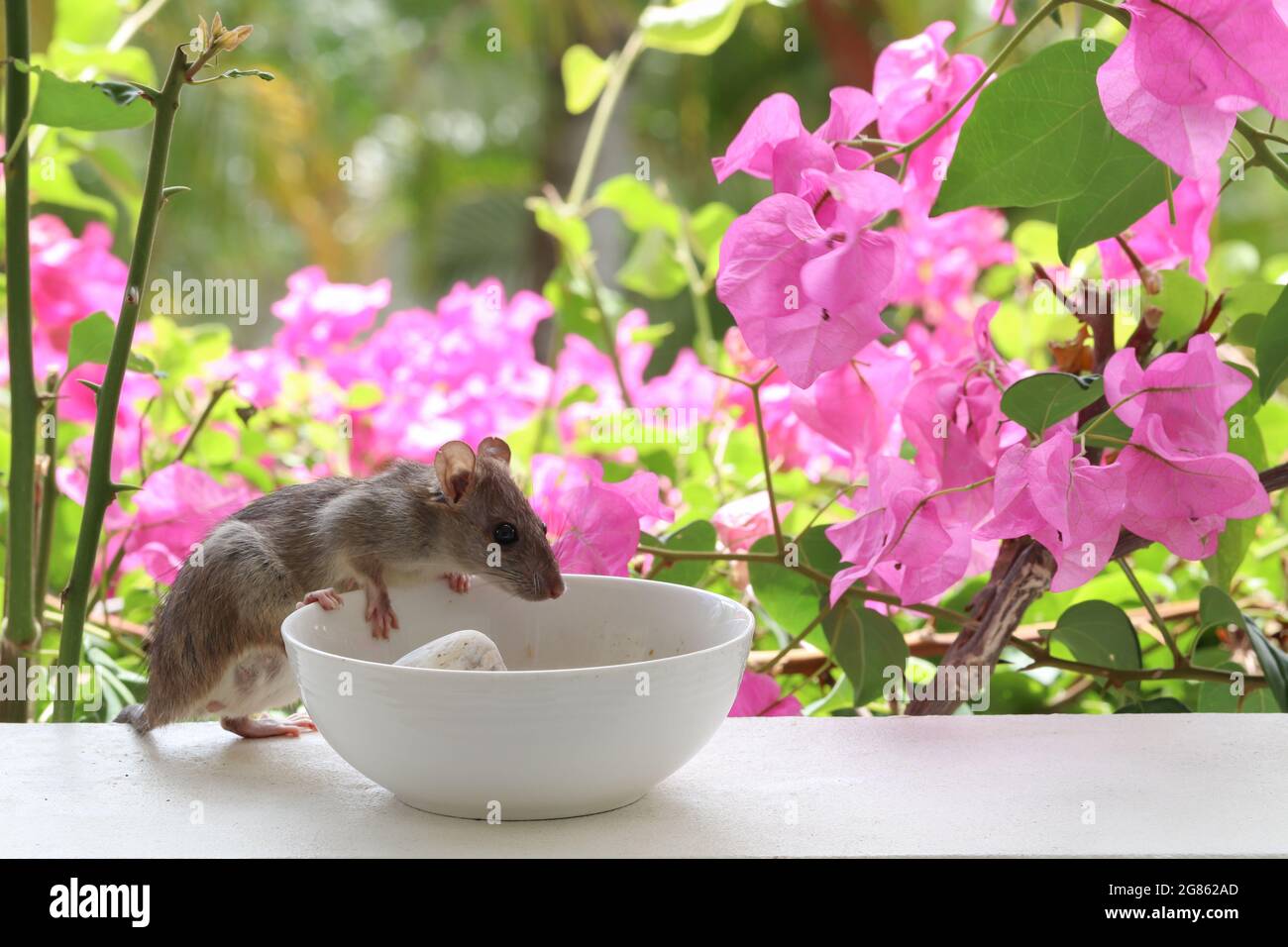 Rata comiendo semillas al aire libre del alimentador casero del patio Foto de stock