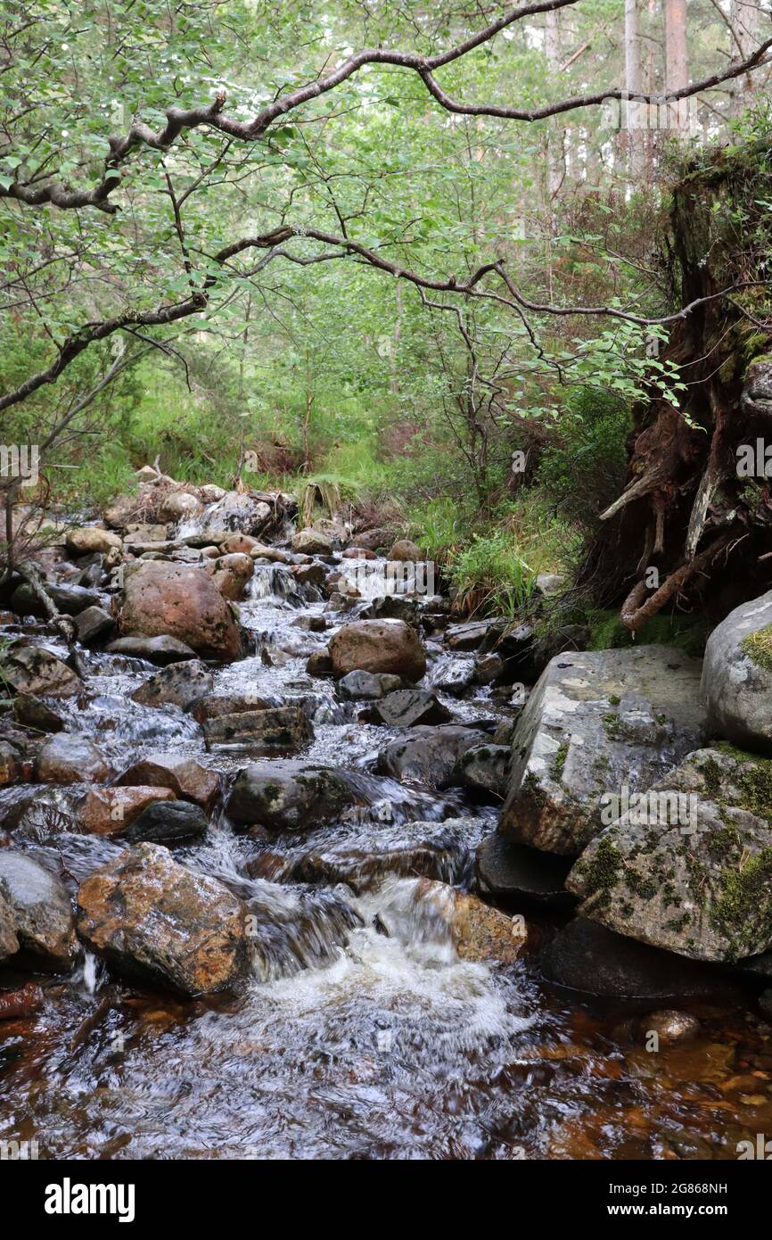 Arroyo de bosque con rocas Foto de stock