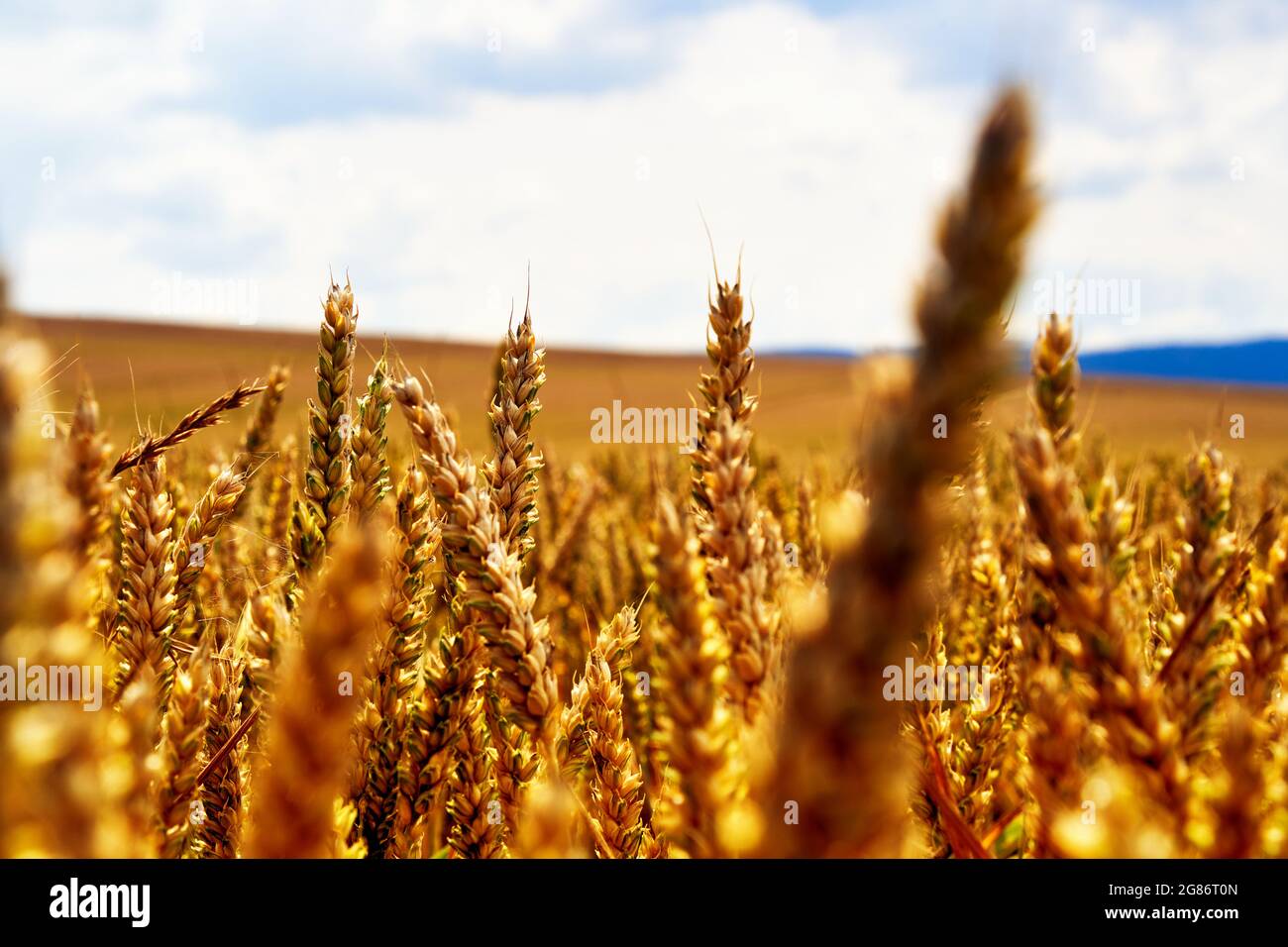 Orejas de trigo de oro recortadas frente a un paisaje deliberadamente borroso con un campo de trigo y un cielo brillante en el fondo, selecta profundidad de campo Foto de stock