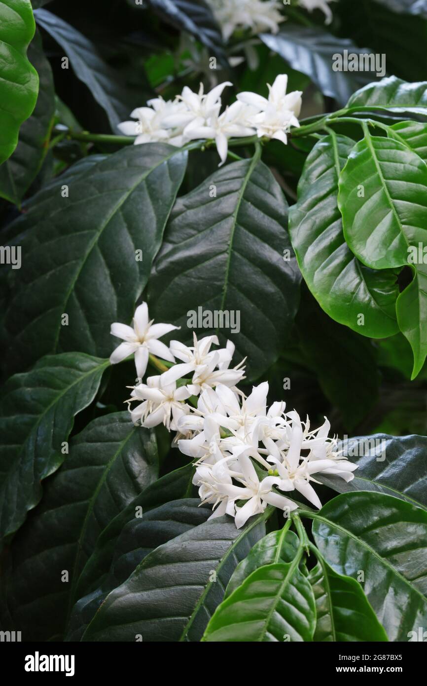 flores blancas, cafeto (café arabica) florecen Fotografía de stock - Alamy flores blancas, cafeto (café arabica) florecen Fotografía de stock - Alamy