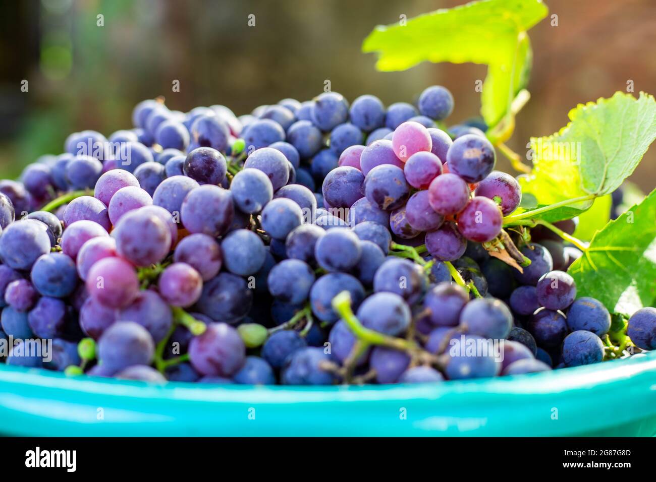Cuenca con uvas Isabella negras maduras. Colección de deliciosas bayas para  hacer vino Fotografía de stock - Alamy