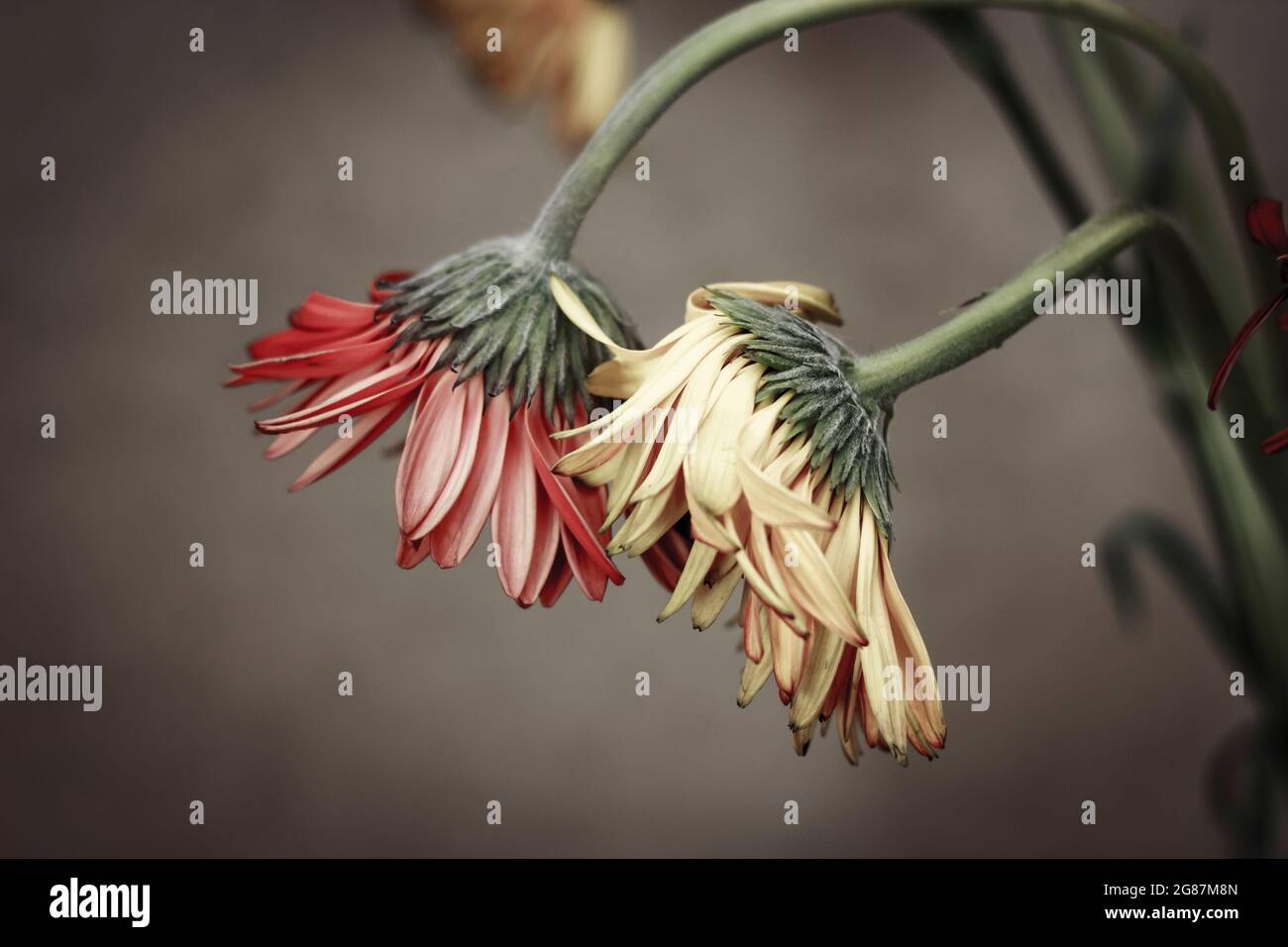 Gerberas para fotografía de la vida fija Foto de stock