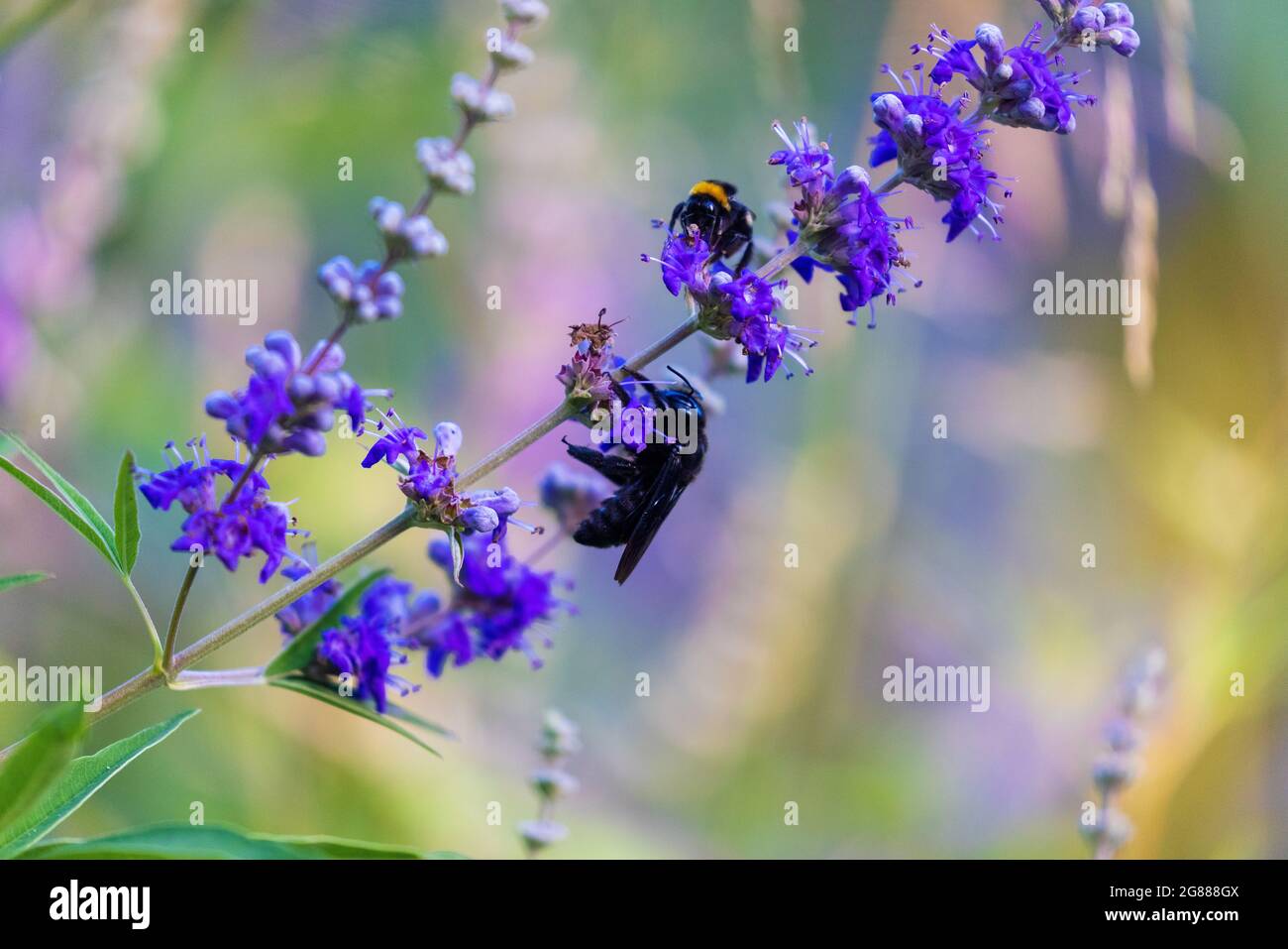 Xylocopa violacea, la abeja carpintero violeta en las flores de Vitex agnus-castus, también llamada vitex, árbol casto Foto de stock